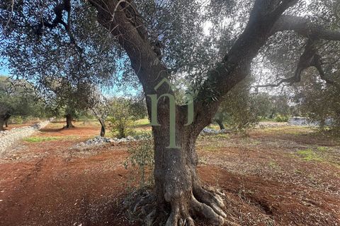 Terra a Carovigno, Brindisi, Carovigno - € 30.000 | Ref: Terreno Prete - foto 14